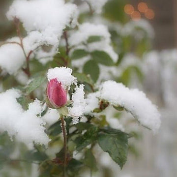 Winter Rose