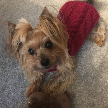 Fall Cabled Dog Sweater