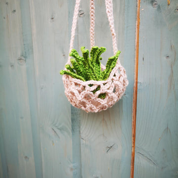 Air plant and holder
