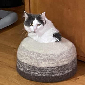 Kitty Pod