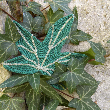 Big Ivy leaf, beautiful leaves