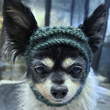 Techichi - The Chihuahua Hat