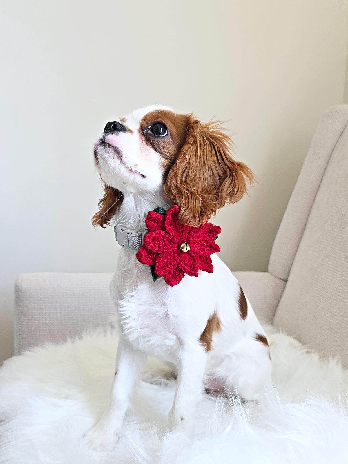 Poinsettia Crochet Dog Collar Flower