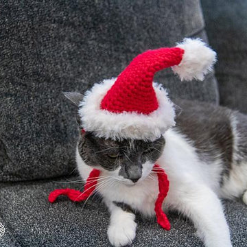 Cat Santa Hat