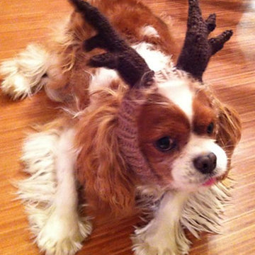 ROFL Dog Antlers