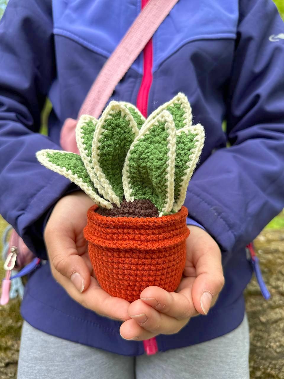 Potted Sansevieria