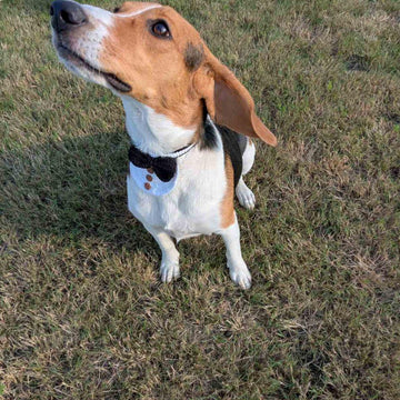 Dog Collar 3.5 in English-US