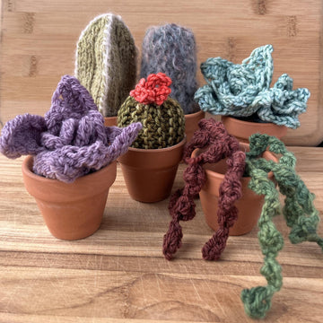 Squishy Succulents