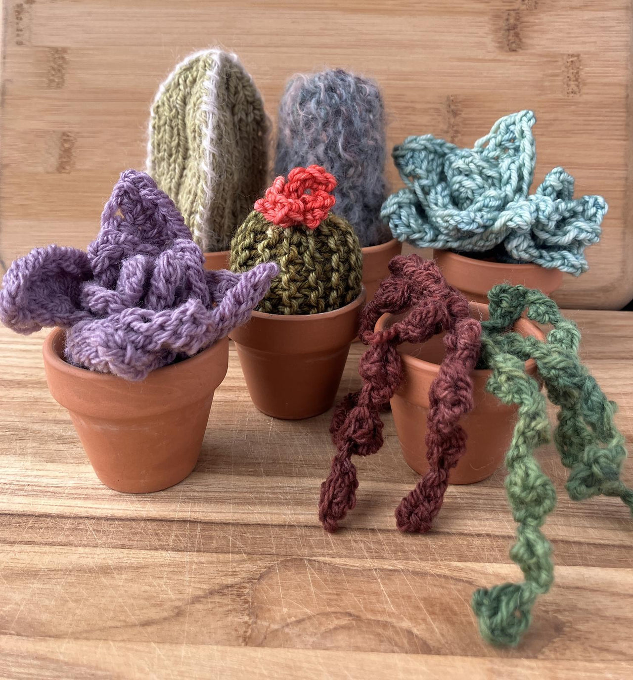 Squishy Succulents