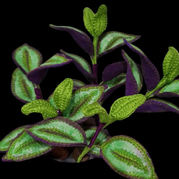 Crochet Tradescantia Zebrina plant