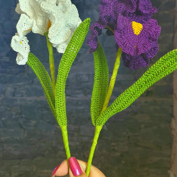 Iris flower long bearded
