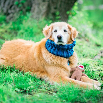 Canine Consort