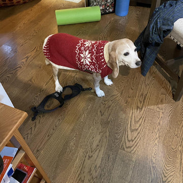 Snowy pup Sweater