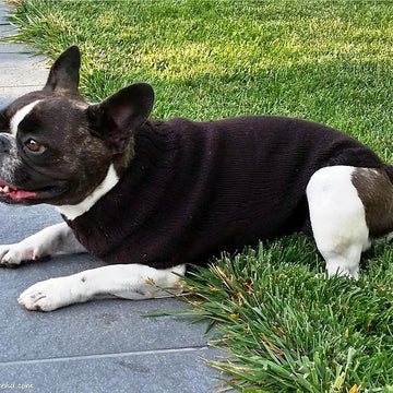 Knitting Pattern Dog Sweater LILO | French Bulldog Jumper | Pet Knitwear PDF