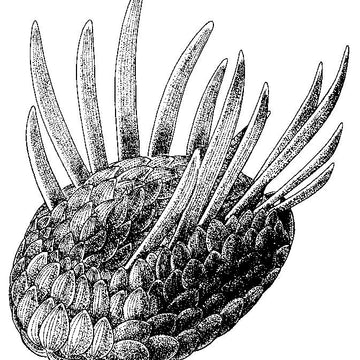 Wiwaxia