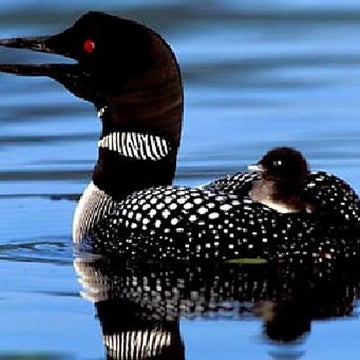 The Loon