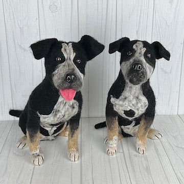 Pit Bull mix