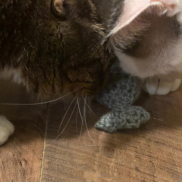 Fish Cat Toy