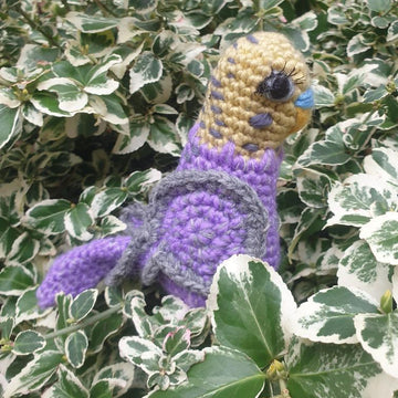 Jackson the budgie