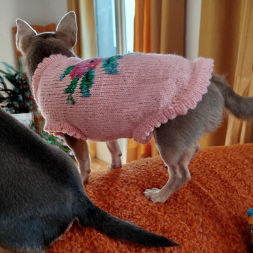Pull Rosemary pour petit chien