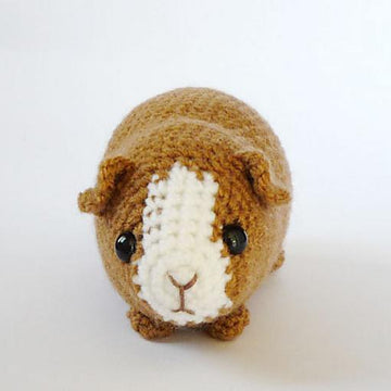 Chubby guinea pig