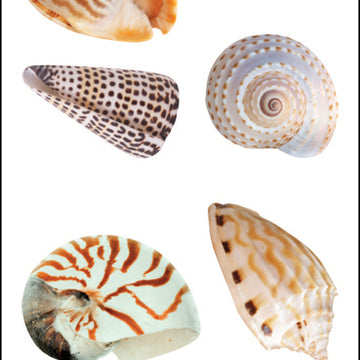 Mrs. Grossman's Stickers - Sea Shells