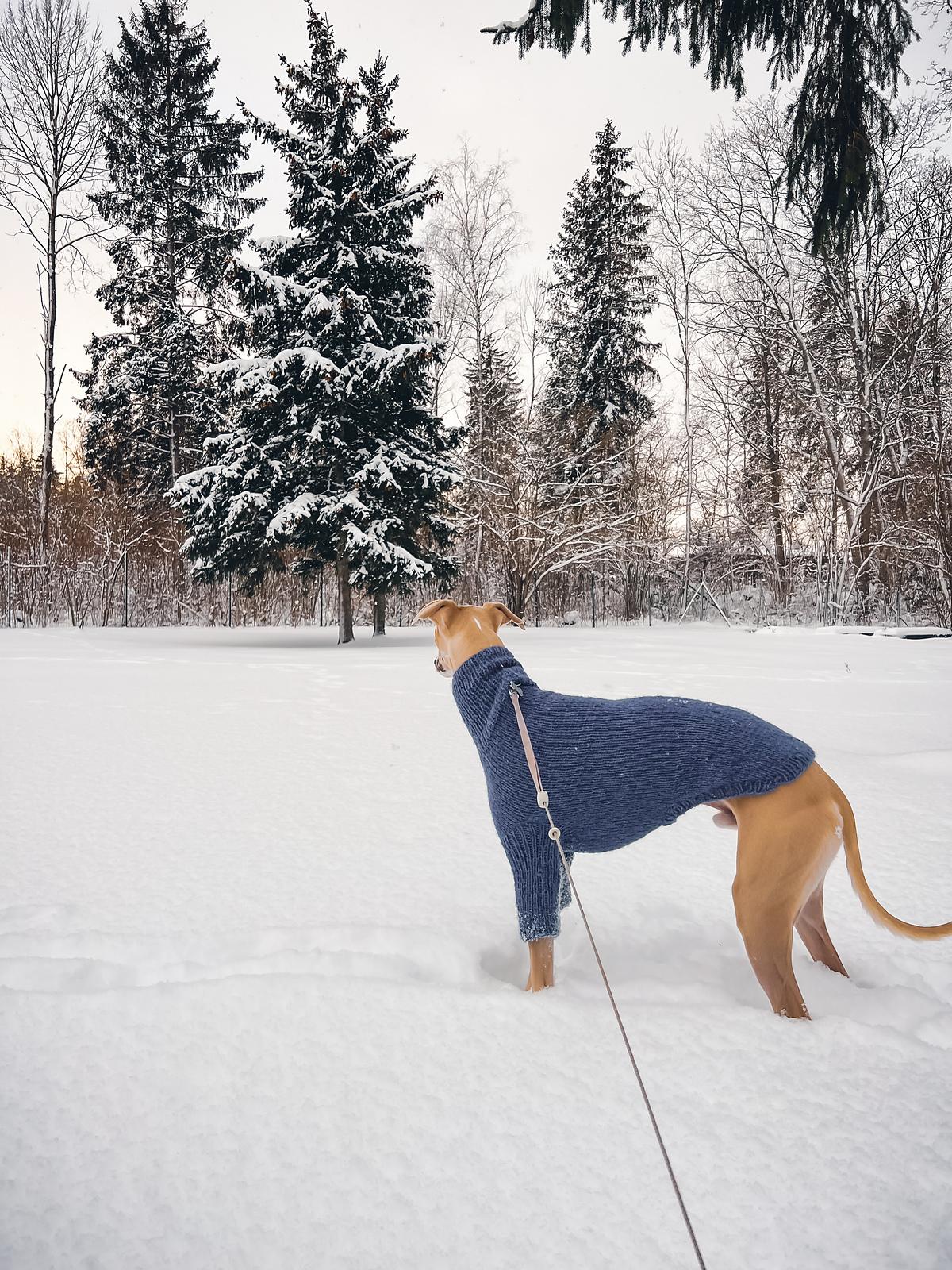 Doggo no 9 sweater