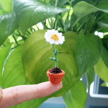Miniature potted daisy