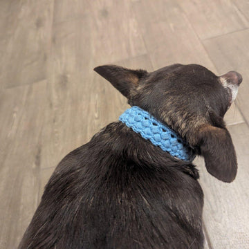 Dog Collar #3 English-US