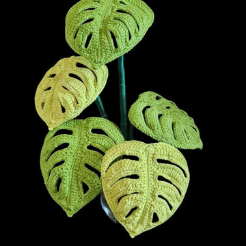 Monstera  Swiss Cheese plant