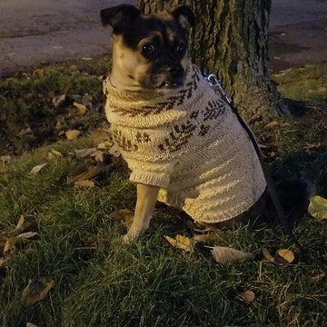 Dog Dream Sweater