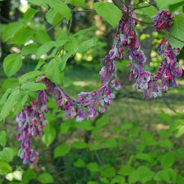 Flower Frills Scarf