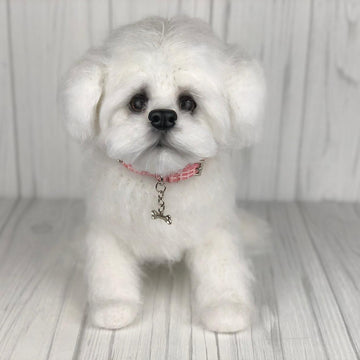 Maltese Puppy