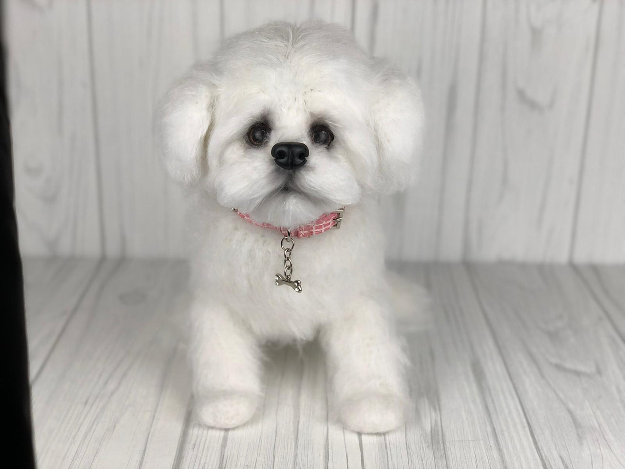 Maltese Puppy