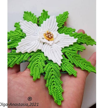 Poinsettia  white