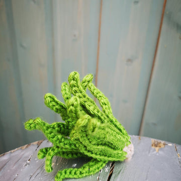 Air plant and holder