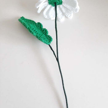 White Beautiful Daisy