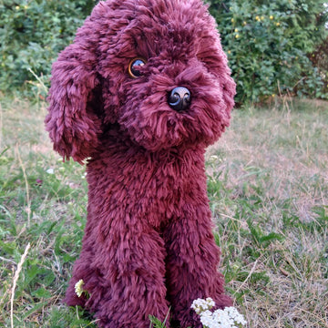 Sitting poodle dog Cavapoo Maltipoo