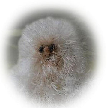 Bigfoot Yeti