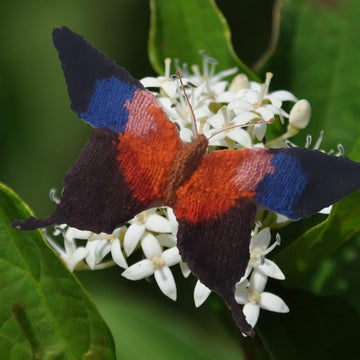 Amazonian butterflies