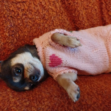 Pull Rosemary pour petit chien