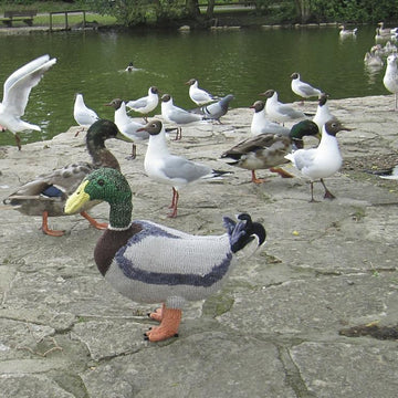 My Pet Mallard Duck