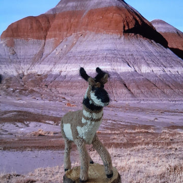 Pronghorn