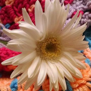 Chasing Colors Blanket