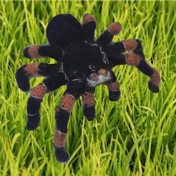 Tarantula