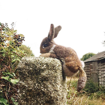 Wild Rabbit