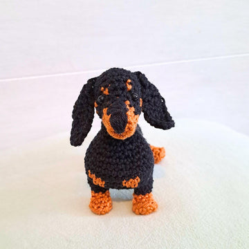 Dachshund