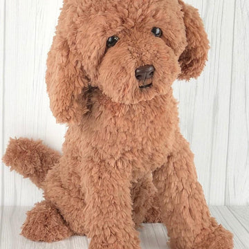 Red Poodle dog