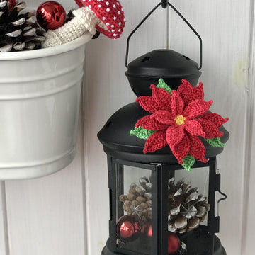 Poinsettia (Christmas Star)