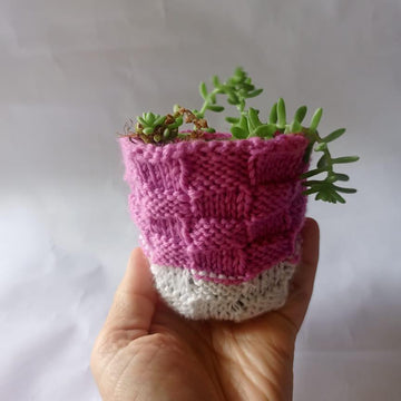Bakers Basket Plant
